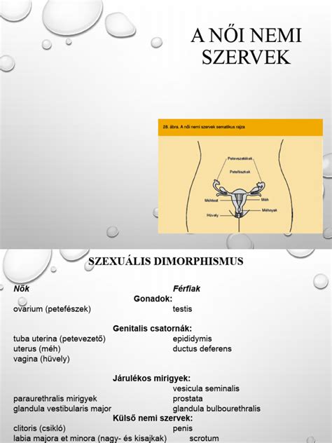 Női nemi szervek – Wikipédia